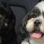 gosfordpets.co.uk