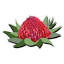 highfieldsgardencentre.com.au