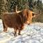 highlandcattleofsaarela.fi