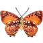 apollojewel.com