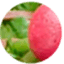 lecridelacourgette.com