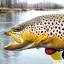 wapiti-waters.com