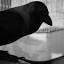 thecorvidreview.com