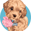 bluegrasspuppies.com