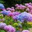 hydrangeafarm.com