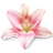 looki.com.hr
