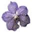 orchids.uk.com
