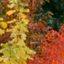 forestvoice.org