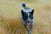 pawsuppetfood.com