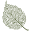 thegrovegp.com