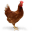 diychickenhouse.com
