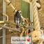 federparadies.ch