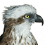 birdphotos.com.au
