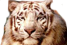 gtvresort.com