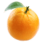 thelittleorangetree.co.uk