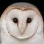 barnowltrust.org.uk