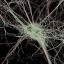 coloradoagingbrain.org