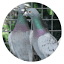 debelserracingpigeons.be