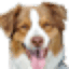 coastalpet.com