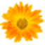janicecox.com