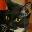 mustlovecats.net