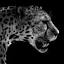 servischeetah.com