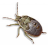 insecta-etudes.com