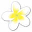 aloha-street.com