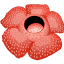 bengkuluprov.go.id