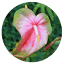 ainaloacommunityassociation.org