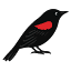 redwingbooks.com