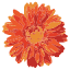 georgesflowers.com