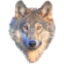 shamanhomemlobo.com.br