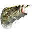 westernbass.com