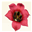 pacificbulbsociety.org