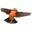 edsnatureimages.com