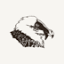 beardedvulture.ch