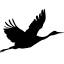 cranefestival.com