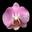 flowerpictures.net