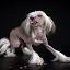 doggydogphoto.com
