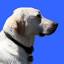 whitedogtech.com