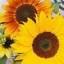christinesunflower.com