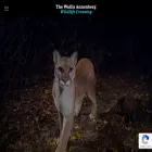 101wildlifecrossing.org