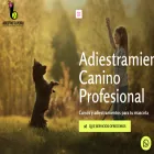 adiestrotuperro.cl