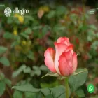allegroec.com