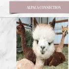 alpacaconnection.us