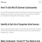 babyroaches.com