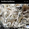 basidiumequilibrium.com