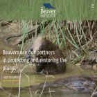 beaverinstitute.org