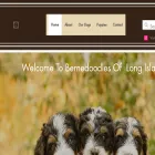 bernedoodlesoflongisland.com